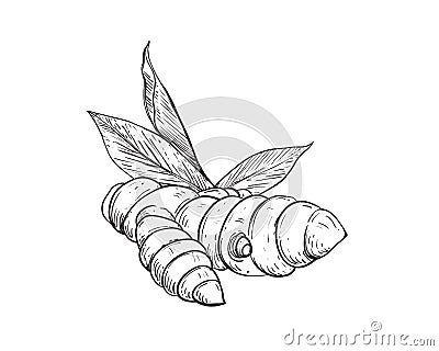 Hand drawn sketch black and white of tuber, turmeric, leaf, curcuma. Vector illustration. Elements in graphic style Vector Illustration