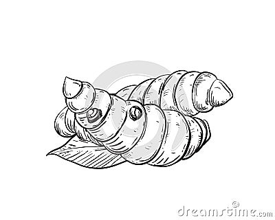 Hand drawn sketch black and white of tuber, turmeric, leaf, curcuma. Vector illustration. Elements in graphic style Vector Illustration