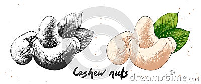 Hand drawn sketch of cashew nuts in monochrome and colorful. Detailed vegetarian food drawing Vector Illustration