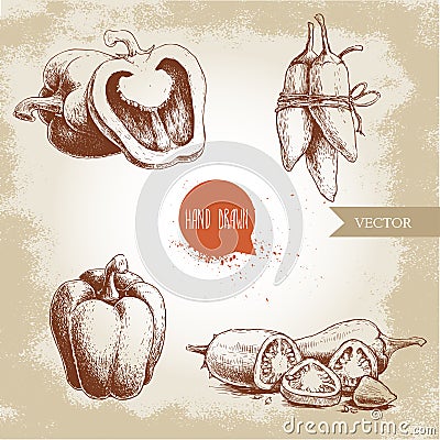 Hand drawn sketch collection of different types of pepper. Bell sweet peppers composition, sliced hot chili peppers and jalapeno p Vector Illustration