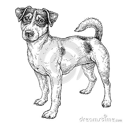 Hand drawn sketch of cute funny Jack Russell Terrier. Vector Illustration Vector Illustration