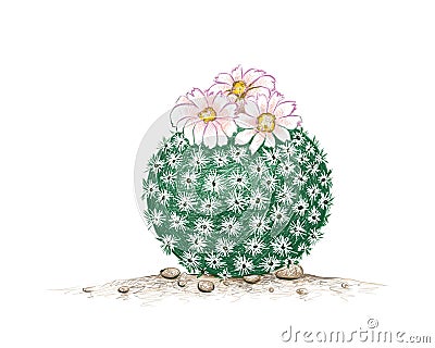 Hand Drawn Sketch of Epithelantha Micromeris Cactus Plant Vector Illustration