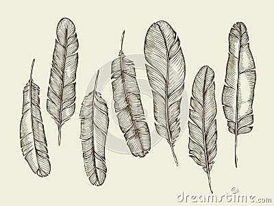 Hand drawn sketch feathers, plumage, fluff. vintage writing feather. Vector illustration Vector Illustration