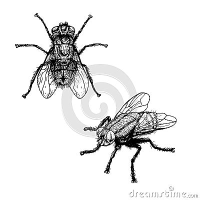 Hand drawn sketch of fly. Vector illustration. Vector Illustration