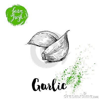 Hand drawn sketch garlic cloves. Fresh farm food vector illustration. Farm vegetables poster. Vector Illustration