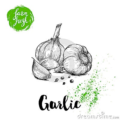 Hand drawn sketch garlic group with black pepper. Fresh farm food vector illustration. Farm vegetables poster. Vector Illustration