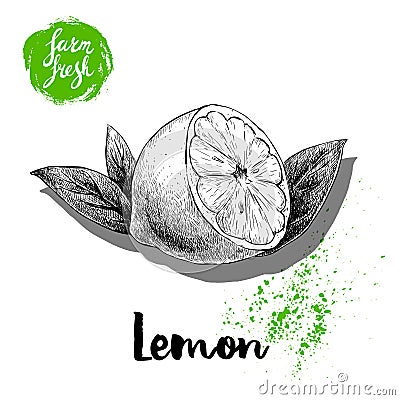 Hand drawn sketch half lemon with leaves poster. Vitamin and healthy tropic fruit Vector Illustration