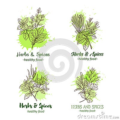 Hand drawn sketch herbs and spices Vector Illustration