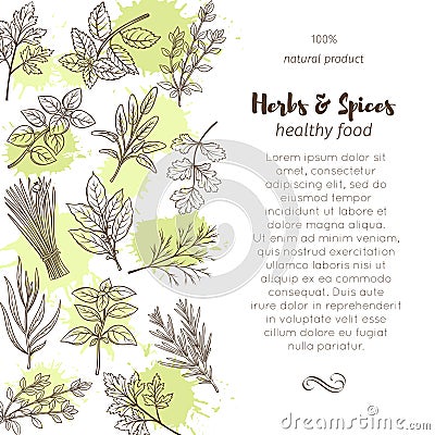 Hand drawn sketch herbs and spices Vector Illustration