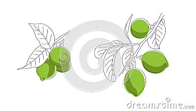 Hand drawn sketch illustration of lime hanging on branch with leaves, artistic grphic, combination of line with color Vector Illustration