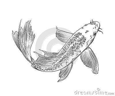 Hand drawn sketch of japanese carp fish isolated on white background. Detailed vintage etching drawing. Vector Illustration