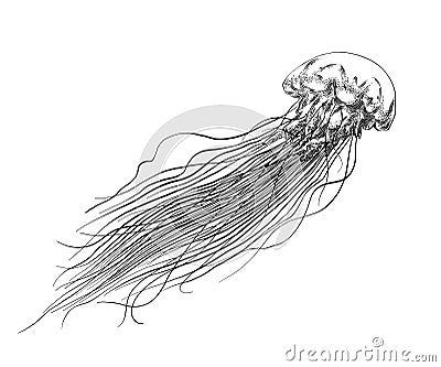 Hand drawn sketch of jellyfish in black isolated on white background. Detailed vintage style drawing. Vector Vector Illustration