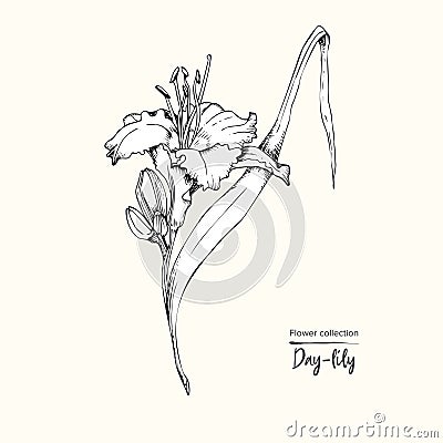 Hand drawn sketch of lily-day, single bud Detailed vintage botanical illuatration. Floral black silhouette isollated on white Vector Illustration