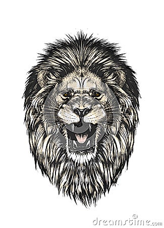 Hand drawn sketch of lion head in color isolated on gray background. Detailed vintage style drawing. Vector illustration Vector Illustration