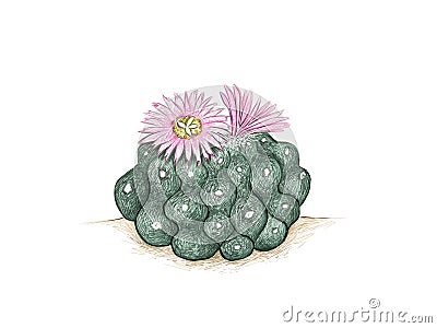 Hand Drawn Sketch of Lophophora or Peyote Cactus Vector Illustration