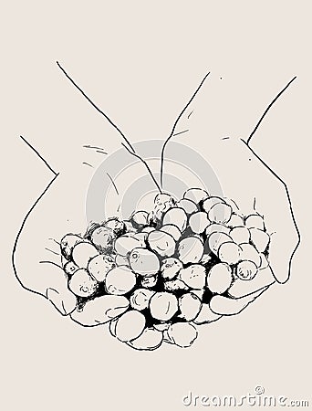 Hand drawn sketch many red coffee cherries in the hands , vector Vector Illustration