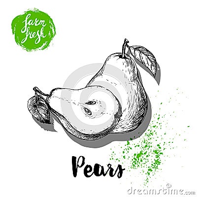 Hand drawn sketch pears composition. Group of whole and half fruits. Vitamin and healthy food vector Vector Illustration