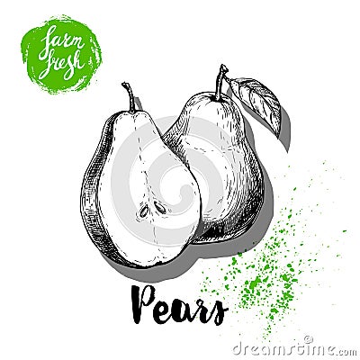 Hand drawn sketch pears composition. Group of whole and half fruits. Vitamin and healthy food vector Vector Illustration