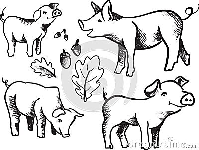 Hand drawn Sketch of pig. Pork. different poses. Funny pig. set of pigs. sketch ink pigs. VECTOR. Oak Leaf and acorns Stock Photo