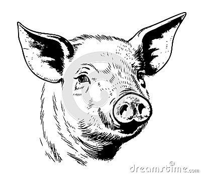 Hand drawn sketch of a piglet face. Portrait of a farm animal in vintage engraved style. Cartoon Illustration