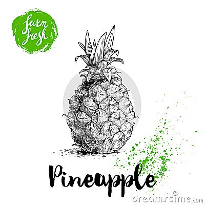 Hand drawn sketch pineapple poster. Vector pineapple eco food illustration. Hand drawn farm fresh badge. Vector Illustration