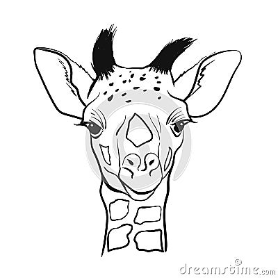 Hand drawn sketch portrait of cute Giraffe. Vector illustration isolated on white. Vector Illustration