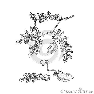 Hand drawn sketch soy, chickpea, bean, lentil plant. Vector illustration. Vector Illustration
