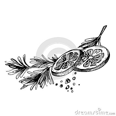 Hand drawn Sketch spice. Lemon and Herbs. Vector Illustration