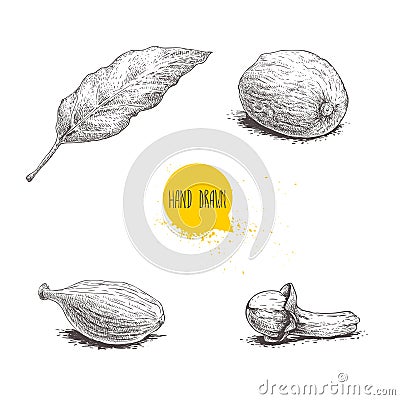 Hand drawn sketch spices set. Bay leaf, nutmeg, cardamom and clove. Herbs, condiments and spices vector illustration Vector Illustration