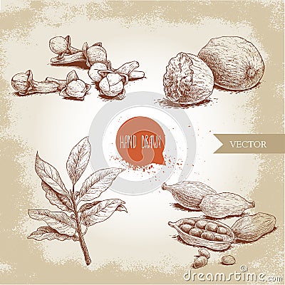 Hand drawn sketch spices set. Bay leaves branch, nutmegs, cardamoms and cloves. Herbs, condiments and spices vector illustration Vector Illustration