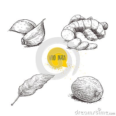 Hand drawn sketch spices set. Garlic cloves, sliced ginger root, bay leaf and nutmeg. Herbs, condiments and spices vector illustra Vector Illustration