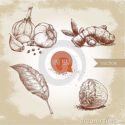 Hand drawn sketch spices set. Garlic composition, ginger root, bay leaf and half of nutmeg. Herbs, condiments and spices vector il Vector Illustration