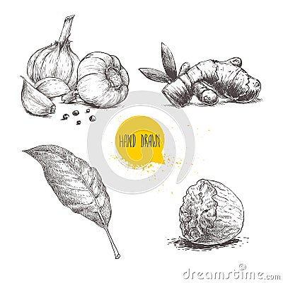 Hand drawn sketch spices set. Garlic composition, ginger root, bay leaf and half of nutmeg. Herbs, condiments and spices vector il Vector Illustration