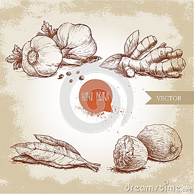 Hand drawn sketch spices set. Garlic composition with parsley, ginger root, bay leaves and nutmegs. Herbs, condiments and spices v Vector Illustration