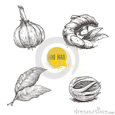 Hand drawn sketch spices set. Garlic, ginger root, bay leaves and nutmeg mace. Herbs, condiments and spices vector illustration Vector Illustration