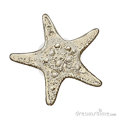 Hand drawn sketch of starfish in color, isolated on white background. Detailed vintage style drawing. Vector Vector Illustration