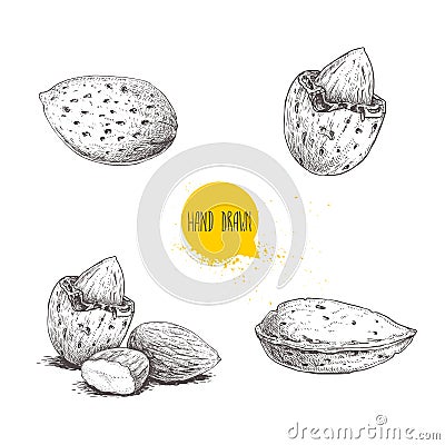 Hand drawn sketch style almond set. Single, group seeds and almond in nutshell. Organic food vector illustrations collection Vector Illustration