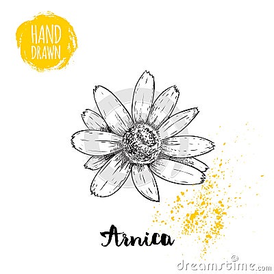 Hand drawn sketch style arnica flower. Herbal medicine vector illustration Vector Illustration