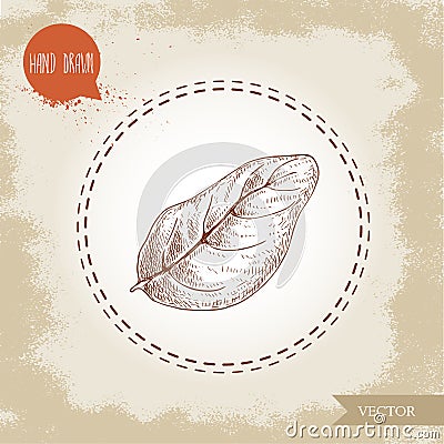Hand drawn sketch style basil leaf on old looking background. Herb and spices vector illustration. Vector Illustration