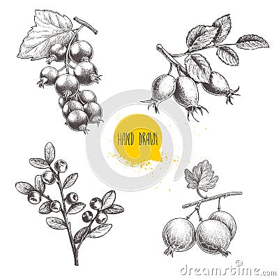 Hand drawn sketch style berry branches set. Blueberry branch, rose hip branch, black or red currant and gooseberries Vector Illustration