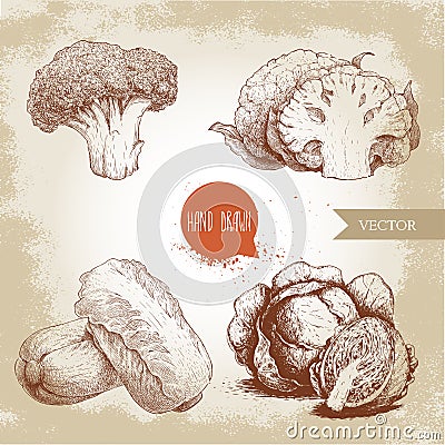 Hand drawn sketch style cabbages set. Cabbage with half, cauliflowers, broccoli and chinese cabbage pe-tsai compositions. Organic Vector Illustration