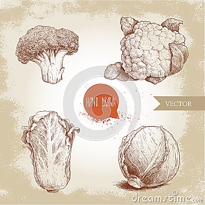 Hand drawn sketch style cabbages set. Cabbage head, cauliflower, broccoli and chinese cabbage pe-tsai. Organic fresh farm food Vector Illustration