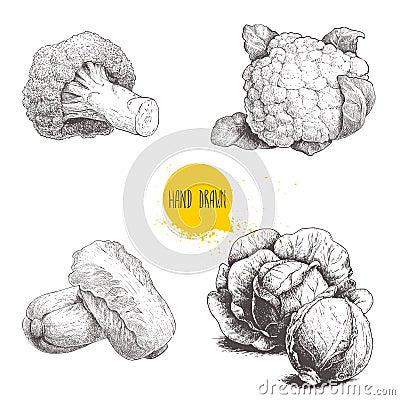 Hand drawn sketch style cabbages set. Cabbages heads, cauliflower, broccoli and chinese cabbage Vector Illustration