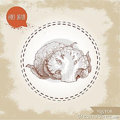 Hand drawn sketch style cauliflower composition. Vector farm fresh food illustration Vector Illustration