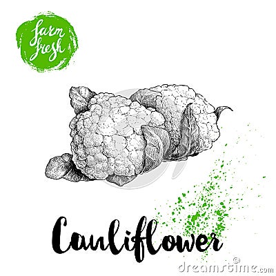 Hand drawn sketch style cauliflowers. Farm fresh food illustration Vector Illustration