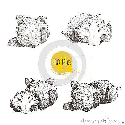 Hand drawn sketch style cauliflowers set. Vector farm fresh food illustration Vector Illustration