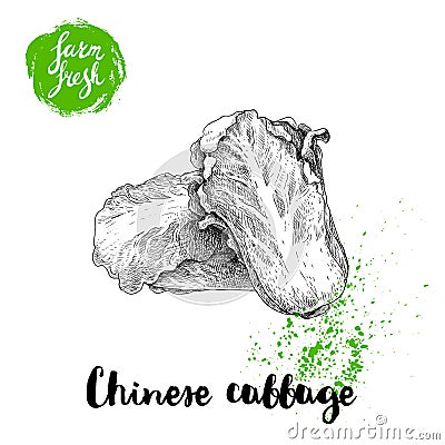 Hand drawn sketch style chinese cabbages composition poster. Vintage veggie isolated on white background. Vector Illustration
