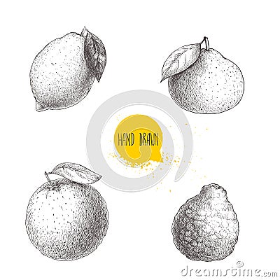 Hand drawn sketch style citrus fruits set isolated on white background. Lemon, lime, tangerine, mandarine, orange and bergamot. Vector Illustration