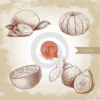 Hand drawn sketch style citrus fruits set. Lemon half, lime, peeled tangerine, mandarine, oranges and bergamots. Vector Illustration