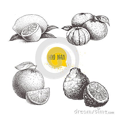 Hand drawn sketch style citrus fruits set. Lemon half, lime, tangerine, mandarin composition, oranges and bergamots isolated on wh Vector Illustration